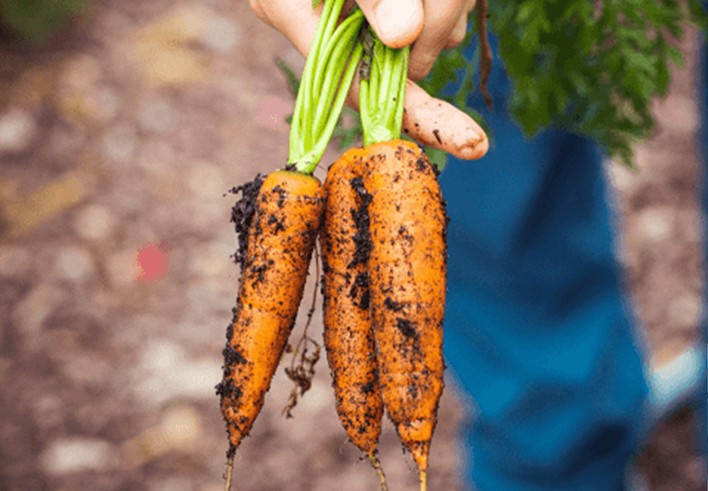 carrot holding